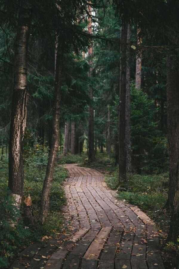 Caminho verde em ambiente natural com luz suave